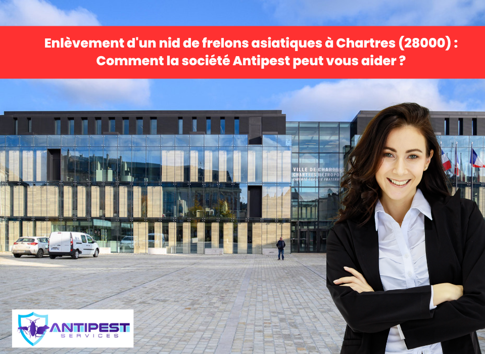 Enl Vement D Un Nid De Frelons Asiatiques Chartres Comment La Soci T Antipest Peut