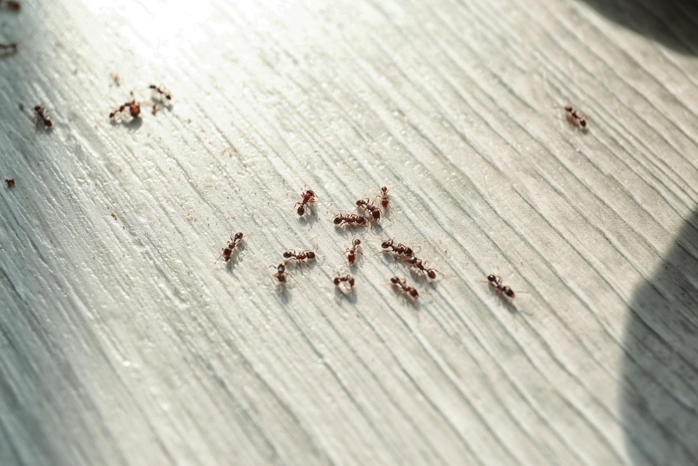 un nid de fourmis ailées