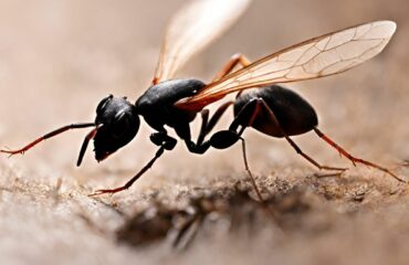 fourmis volantes désinfection