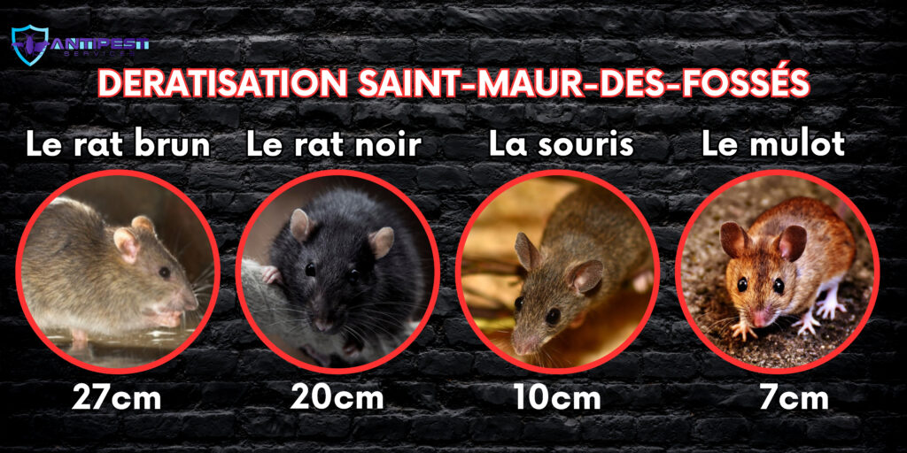 Dératisation à Saint-Maur-des-Fossés 94100