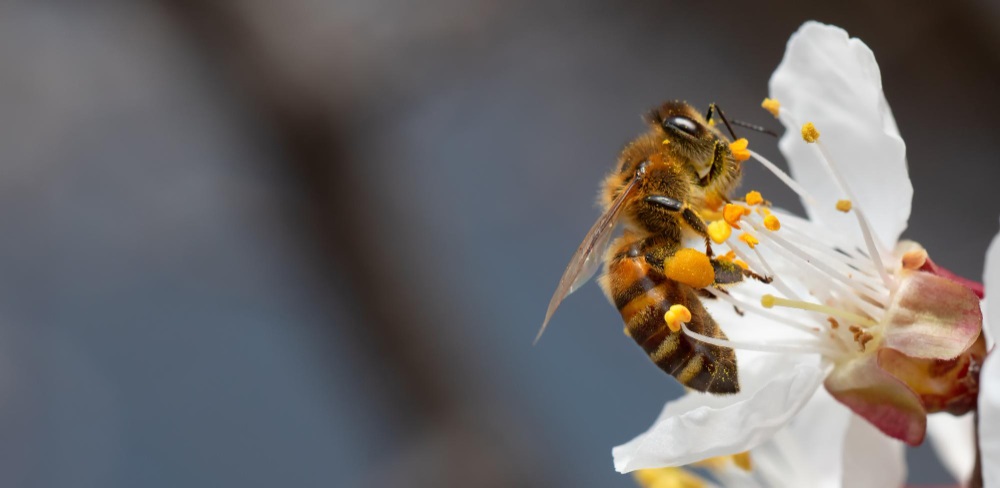 abeilles à identifier