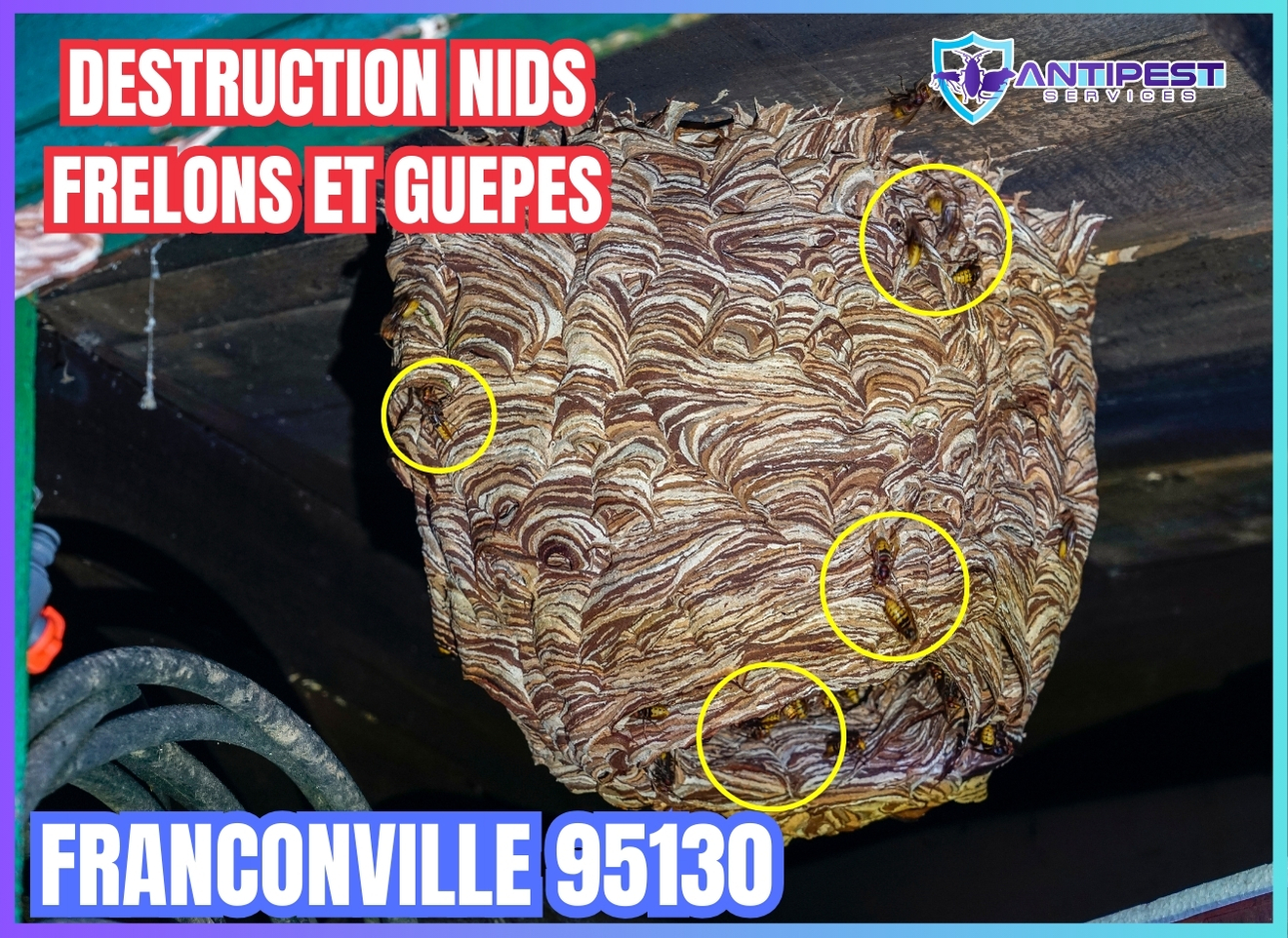 nids de frelons guepes a franconville 95130