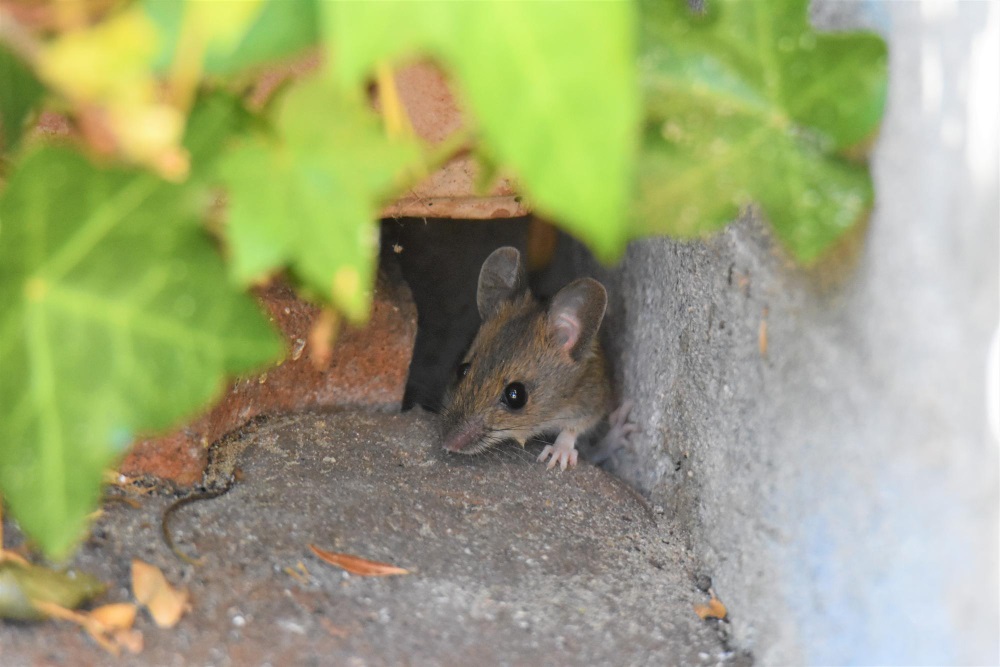 Où se cachent les rats dans le jardin 